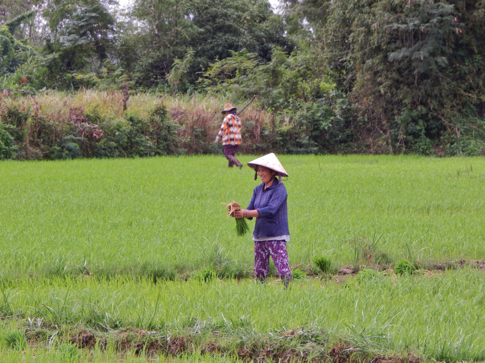 Plantação de arroz em Hoi An.